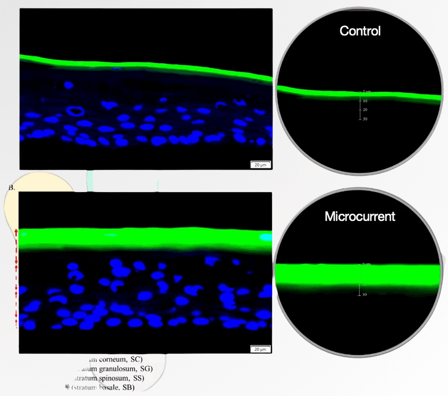 Fluorescent penetration composite: Control versus Microcurrent panels with depth scales
