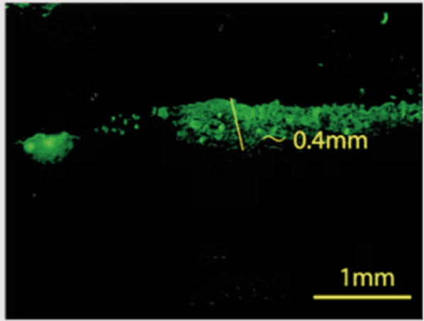 Fluorescent penetration micrograph — IonFuse (20 min)